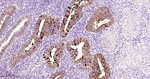 WFDC2 Antibody in Immunohistochemistry (Paraffin) (IHC (P))