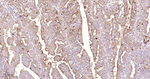 WFDC2 Antibody in Immunohistochemistry (Paraffin) (IHC (P))