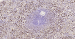 PR3 Antibody in Immunohistochemistry (Paraffin) (IHC (P))