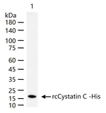 Cystatin C Monoclonal Antibody (7C5)