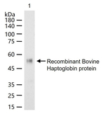 Haptoglobin Monoclonal Antibody (2H3)