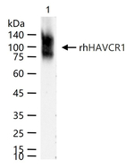 KIM-1 Antibody in Western Blot (WB)