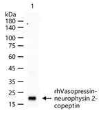 AVP Monoclonal Antibody (15G8)
