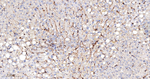 FCGR2A Antibody in Immunohistochemistry (Paraffin) (IHC (P))