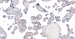 FCGR2A Monoclonal Antibody (8C10)
