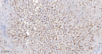 FCGR2B Antibody in Immunohistochemistry (Paraffin) (IHC (P))