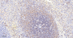 FCGR2B Antibody in Immunohistochemistry (Paraffin) (IHC (P))