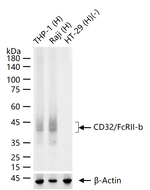 FCGR2B Antibody in Western Blot (WB)