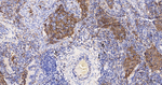 CD16b Monoclonal Antibody (12B1)