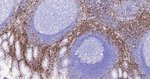 CD16b Antibody in Immunohistochemistry (Paraffin) (IHC (P))