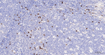 CD16b Antibody in Immunohistochemistry (Paraffin) (IHC (P))