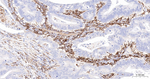 CD16b Antibody in Immunohistochemistry (Paraffin) (IHC (P))