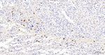 CD16b Antibody in Immunohistochemistry (Paraffin) (IHC (P))