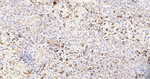 CD16b Antibody in Immunohistochemistry (Paraffin) (IHC (P))