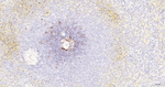 CD23 Antibody in Immunohistochemistry (Paraffin) (IHC (P))
