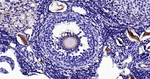 AMH Antibody in Immunohistochemistry (Paraffin) (IHC (P))