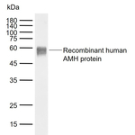AMH Antibody in Western Blot (WB)