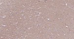 CD90 Monoclonal Antibody (7D3)
