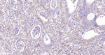 CD90 Antibody in Immunohistochemistry (Paraffin) (IHC (P))