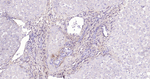 CD90 Antibody in Immunohistochemistry (Paraffin) (IHC (P))