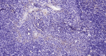 CD90 Antibody in Immunohistochemistry (Paraffin) (IHC (P))
