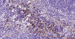 CD90 Antibody in Immunohistochemistry (Paraffin) (IHC (P))