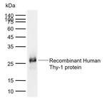 CD90 Antibody in Western Blot (WB)