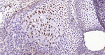 Osteopontin Recombinant Rabbit Monoclonal Antibody (1D1)