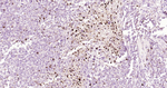 Osteopontin Antibody in Immunohistochemistry (Paraffin) (IHC (P))