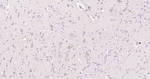 Osteopontin Antibody in Immunohistochemistry (Paraffin) (IHC (P))