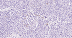 Osteopontin Antibody in Immunohistochemistry (Paraffin) (IHC (P))
