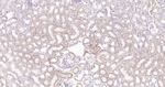 Osteopontin Antibody in Immunohistochemistry (Paraffin) (IHC (P))