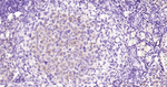 Osteopontin Antibody in Immunohistochemistry (Paraffin) (IHC (P))