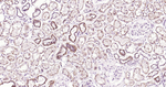 Osteopontin Antibody in Immunohistochemistry (Paraffin) (IHC (P))