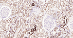 Osteopontin Antibody in Immunohistochemistry (Paraffin) (IHC (P))
