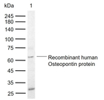 Osteopontin Antibody in Western Blot (WB)