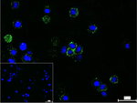P-Selectin Monoclonal Antibody (10F9)