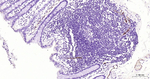P-Selectin Antibody in Immunohistochemistry (Paraffin) (IHC (P))