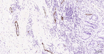 P-Selectin Antibody in Immunohistochemistry (Paraffin) (IHC (P))