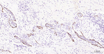 P-Selectin Antibody in Immunohistochemistry (Paraffin) (IHC (P))