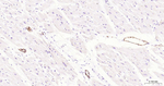 P-Selectin Antibody in Immunohistochemistry (Paraffin) (IHC (P))