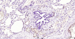 P-Selectin Antibody in Immunohistochemistry (Paraffin) (IHC (P))