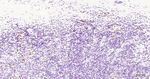 P-Selectin Antibody in Immunohistochemistry (Paraffin) (IHC (P))