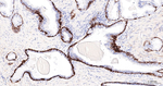 NGFR Antibody in Immunohistochemistry (Paraffin) (IHC (P))