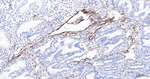 NGFR Antibody in Immunohistochemistry (Paraffin) (IHC (P))