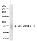 E-selectin Antibody in Western Blot (WB)