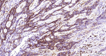 CD138 Antibody in Immunohistochemistry (Paraffin) (IHC (P))