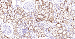 CD138 Antibody in Immunohistochemistry (Paraffin) (IHC (P))