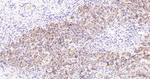 CD138 Monoclonal Antibody (4C11)