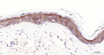 CD138 Antibody in Immunohistochemistry (Paraffin) (IHC (P))